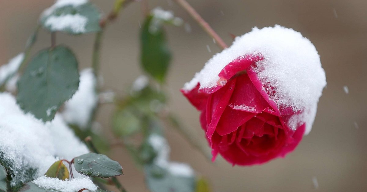 Надо ли обрезать шток розу на зиму